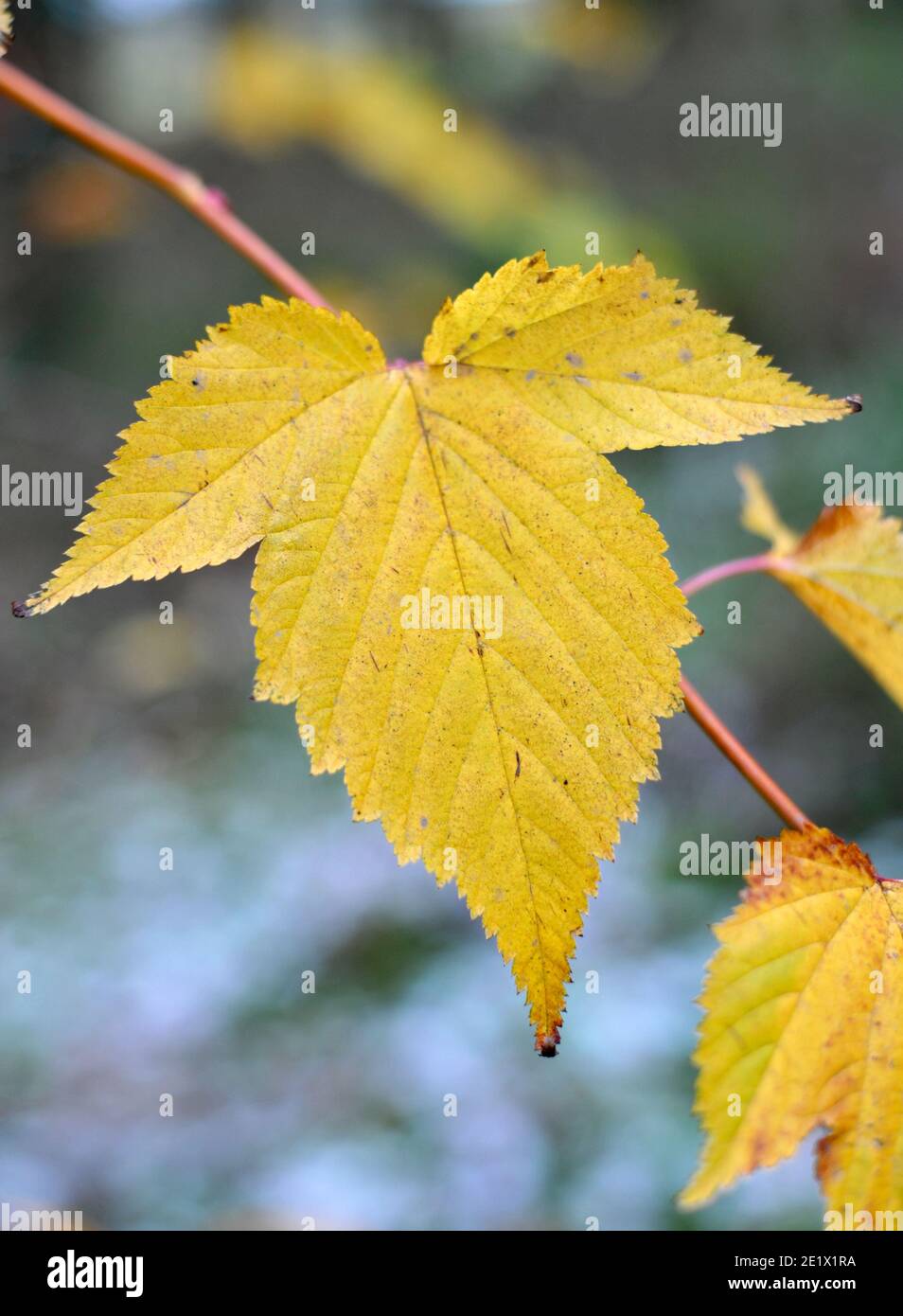 Schönes und buntes Herbstblatt . Herbstsaison, Stockfoto