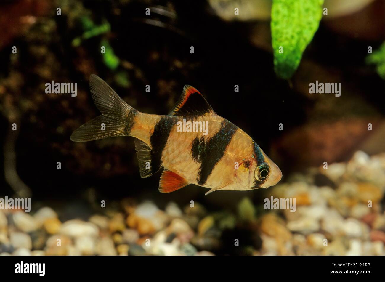 Die Sumatra-Barbe (Puntigrus tetrazona) ist eine Art tropischer Cyprinidenfische. Die natürliche geografische Reichweite erstreckt sich angeblich über ganz Stockfoto