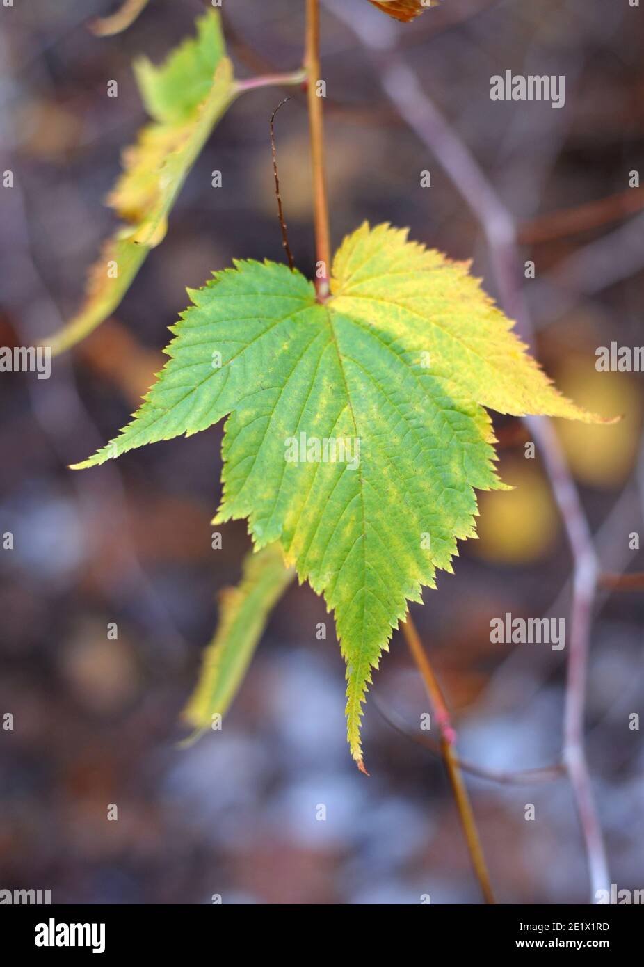 Schönes und buntes Herbstblatt . Herbstsaison, Stockfoto