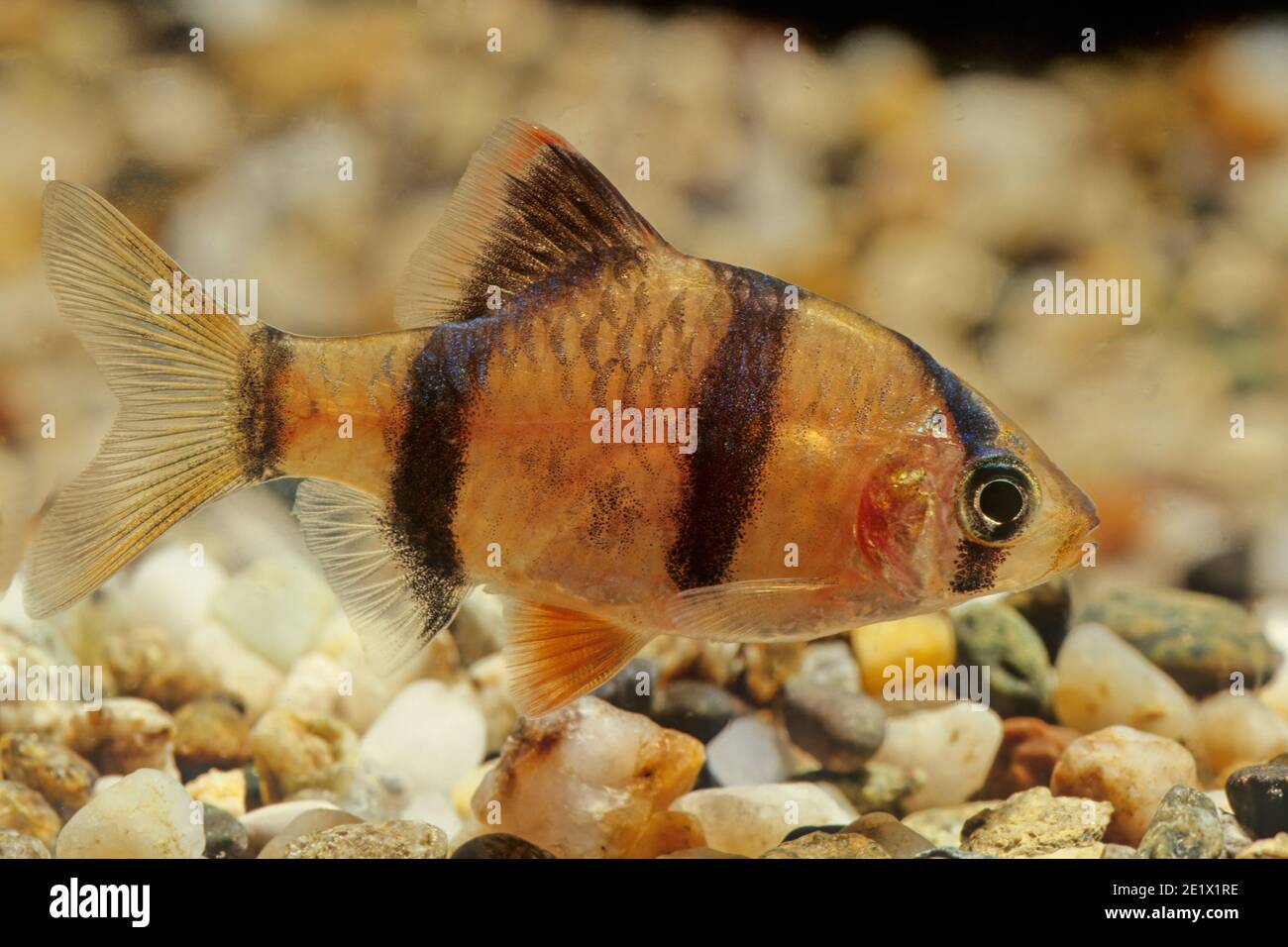 Die Sumatra-Barbe (Puntigrus tetrazona) ist eine Art tropischer Cyprinidenfische. Die natürliche geografische Reichweite erstreckt sich angeblich über ganz Stockfoto