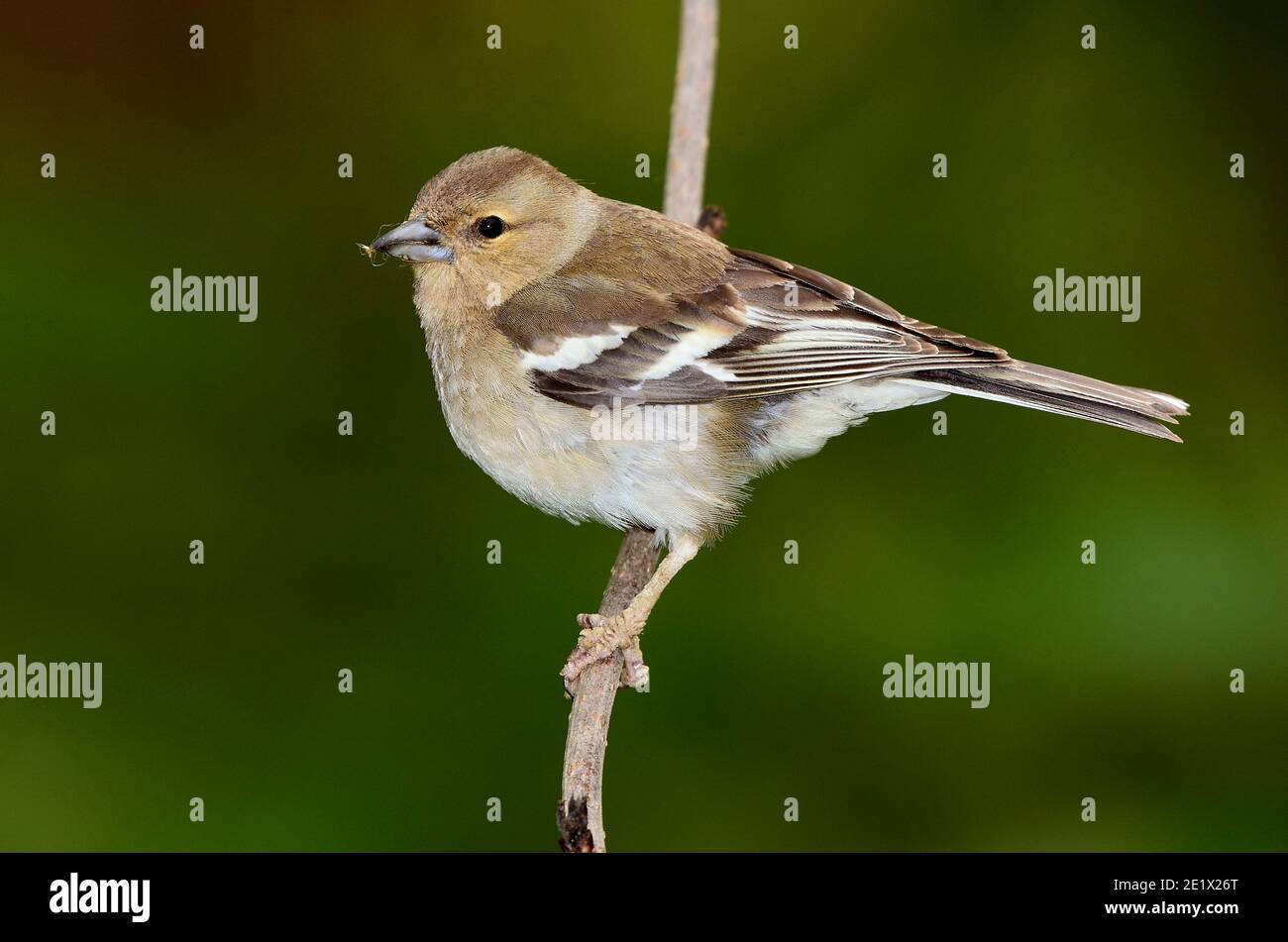 Buchfink Stockfoto