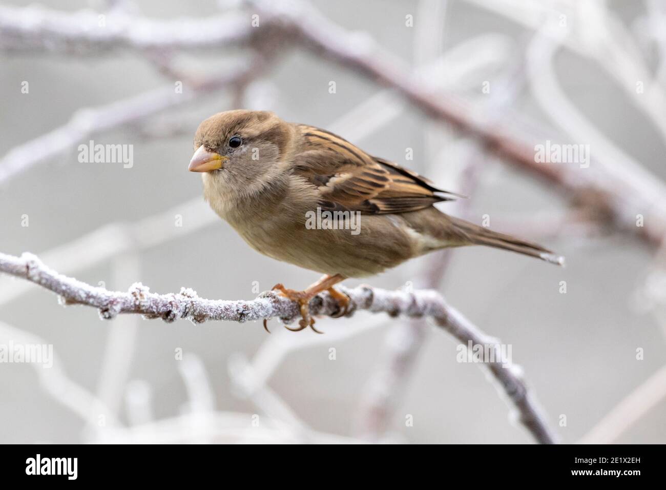 Ein Haussperling auf gefrorenen Kirschzweigen heute Morgen nach einem starken Frost in East Sussex, Großbritannien. Kredit: Ed Brown/Alamy Live Nachrichten Stockfoto
