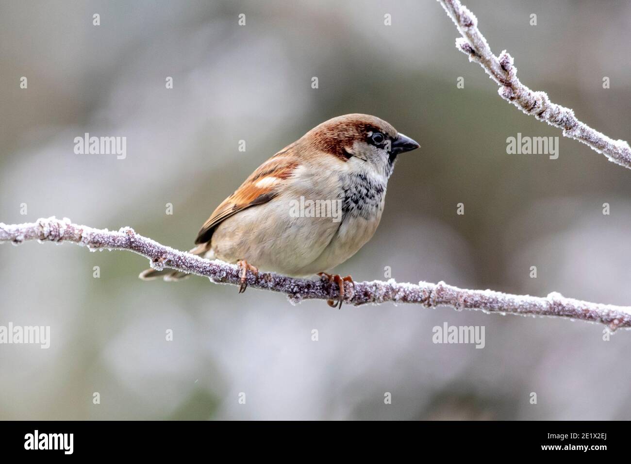 Ein Haussperling auf gefrorenen Kirschzweigen heute Morgen nach einem starken Frost in East Sussex, Großbritannien. Kredit: Ed Brown/Alamy Live Nachrichten Stockfoto