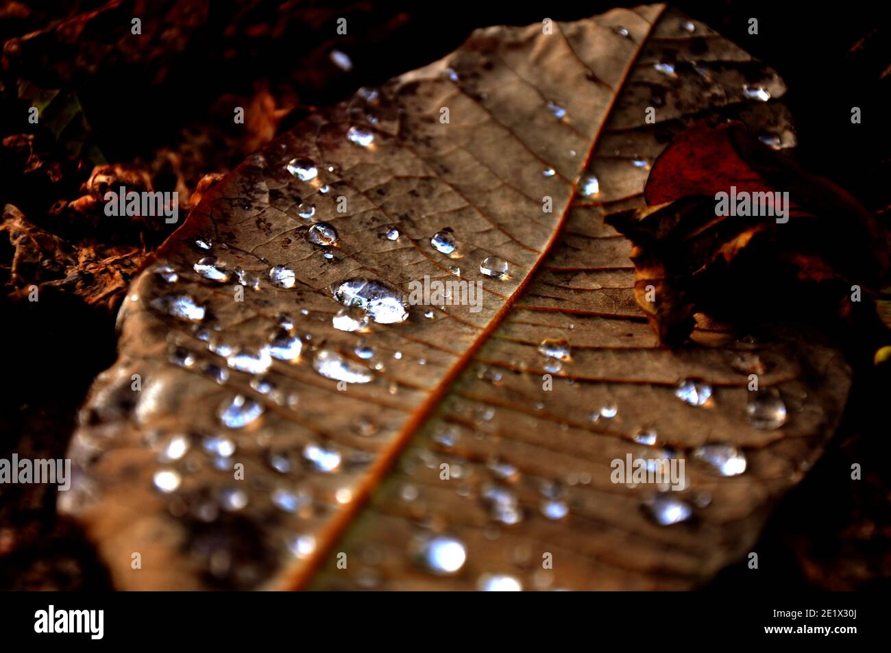 Wassertropfen auf dem sterbenden Blatt Stockfoto