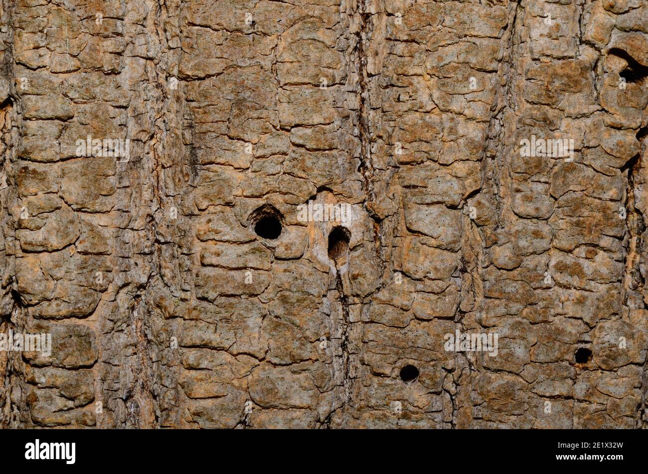 Viele Löcher in einer alten Baumrinde Stockfoto