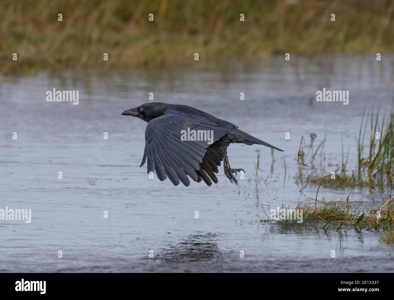 Aas-Krähe, Corvus Corone, auf Salzmarsch, Morecambe Bay, Lancashire, Großbritannien Stockfoto