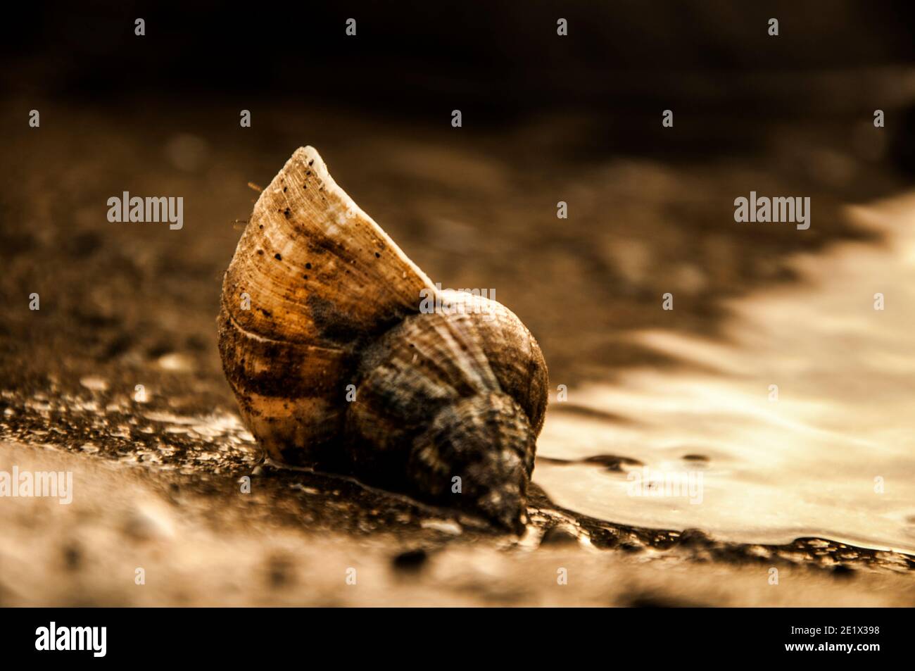 Shell auf Sand Stockfoto