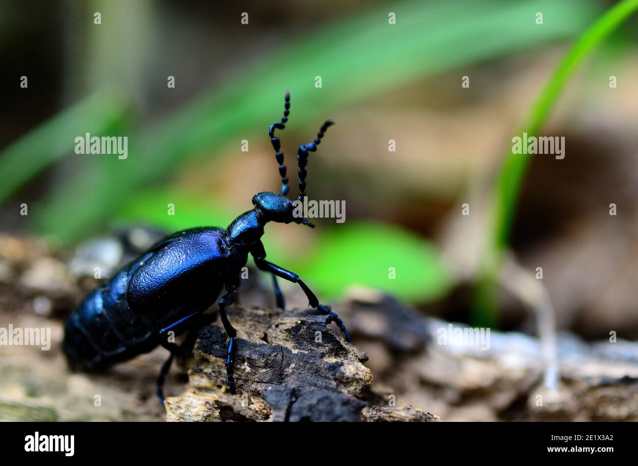 Schwarz schimmernder Käfer im Wald Stockfoto