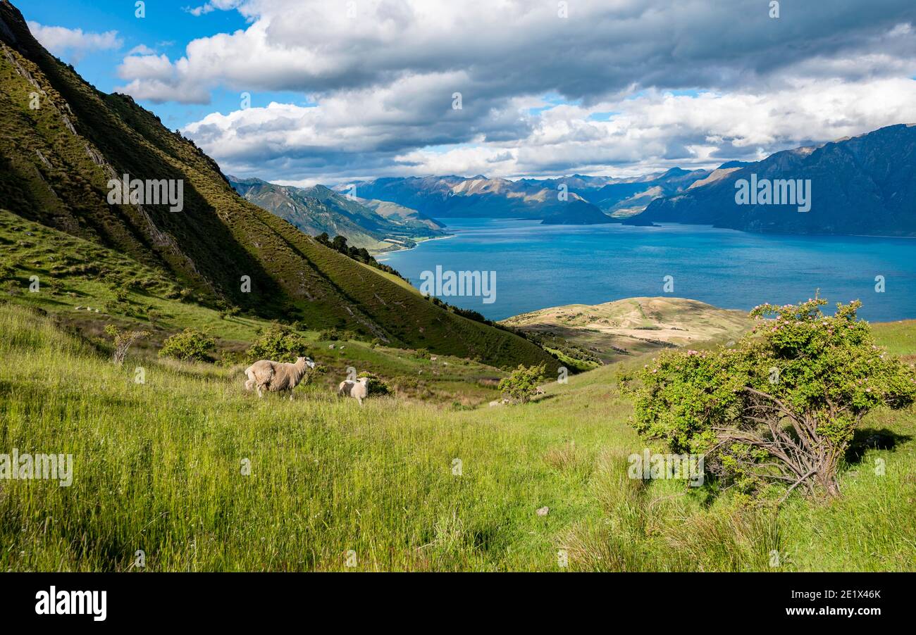 Schafe auf einer Wiese, Blick auf den Hawea-See und die Berge, Wanderweg zum Isthmus Peak, Wanaka, Otago, Südinsel, Neuseeland Stockfoto