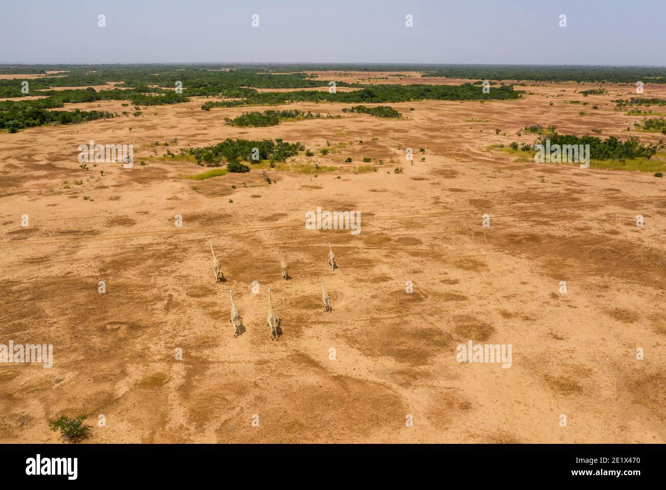 Westafrikanische Giraffen (Giraffa camelopardalis peralta) in trockener Landschaft, Koure Giraffe Reserve, Niger Stockfoto