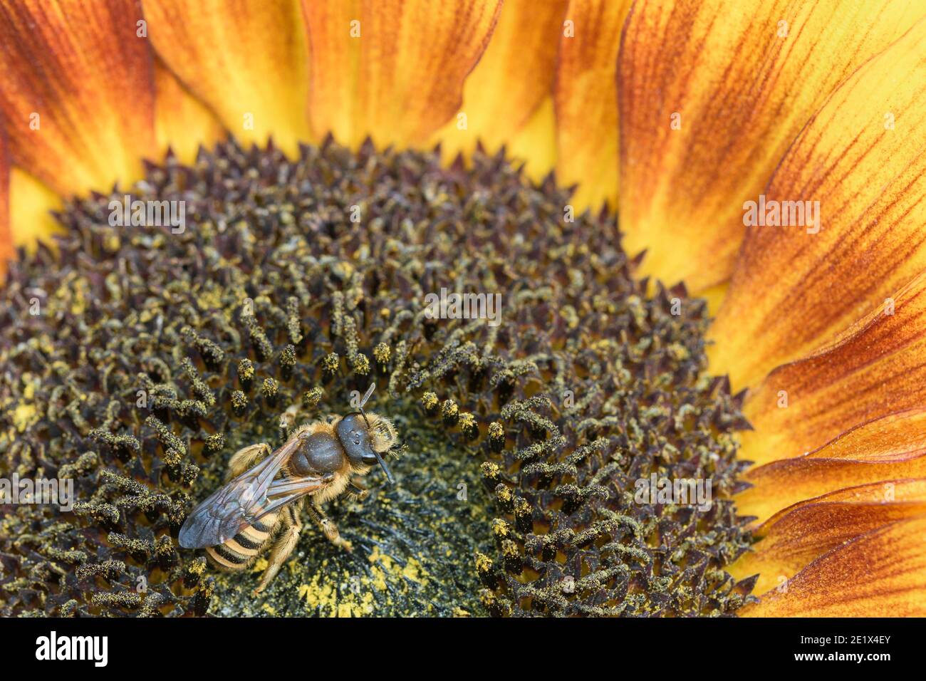 Schweißbiene (Halictus scabiosae), auf Sonnenblume, Deutschland Stockfoto