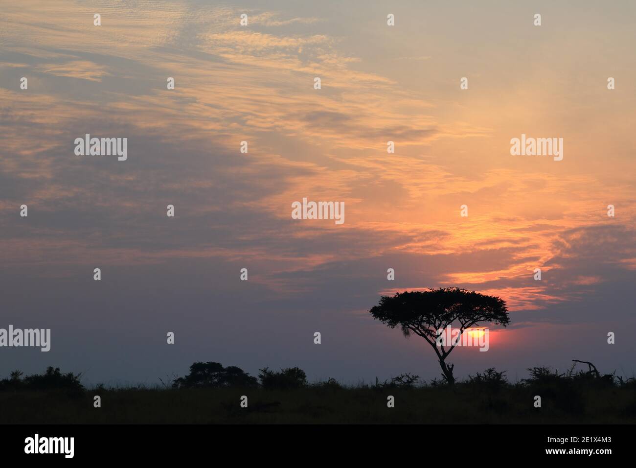 Sonnenaufgang hinter Sonnenschirm Akazie, Savanne, Queen Elisabeth Nationalpark, Uganda Stockfoto