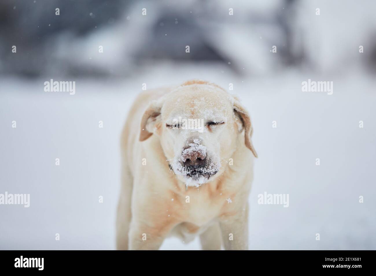 Frostige Schnauze von labrador Retriever. Niedlichen Portrait Hund in Winter Natur. Stockfoto