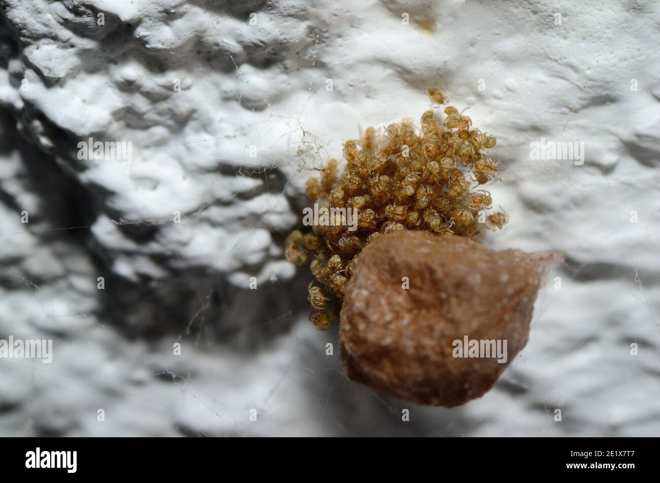 Spinnen kokon Fotos und Bildmaterial in hoher Auflösung Alamy