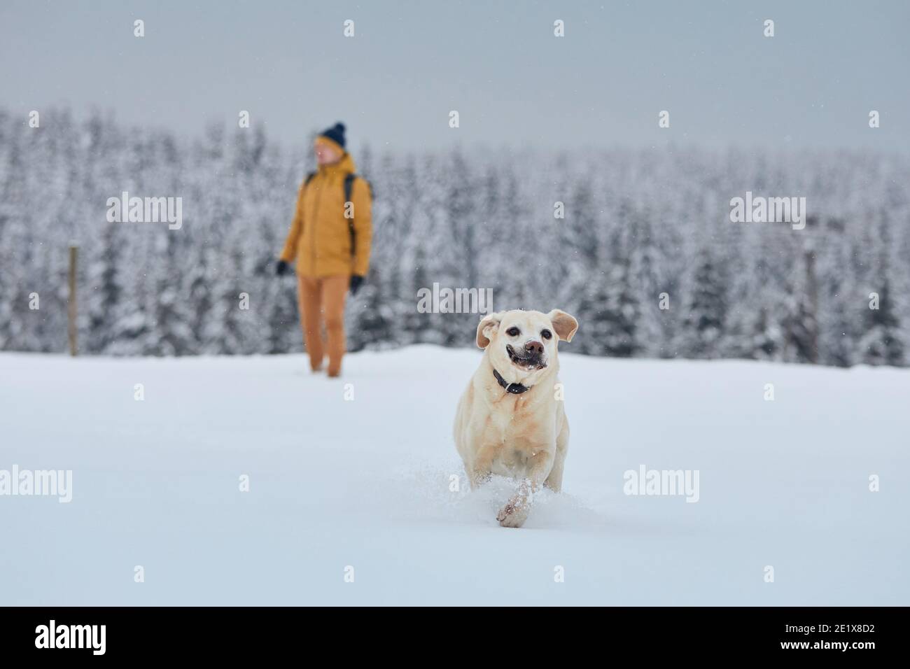 Lustige labrador Retriever läuft im Schnee gegen Wald. Junger Mann mit Hund im Winter Natur. Isergebirge, Tschechische Republik Stockfoto