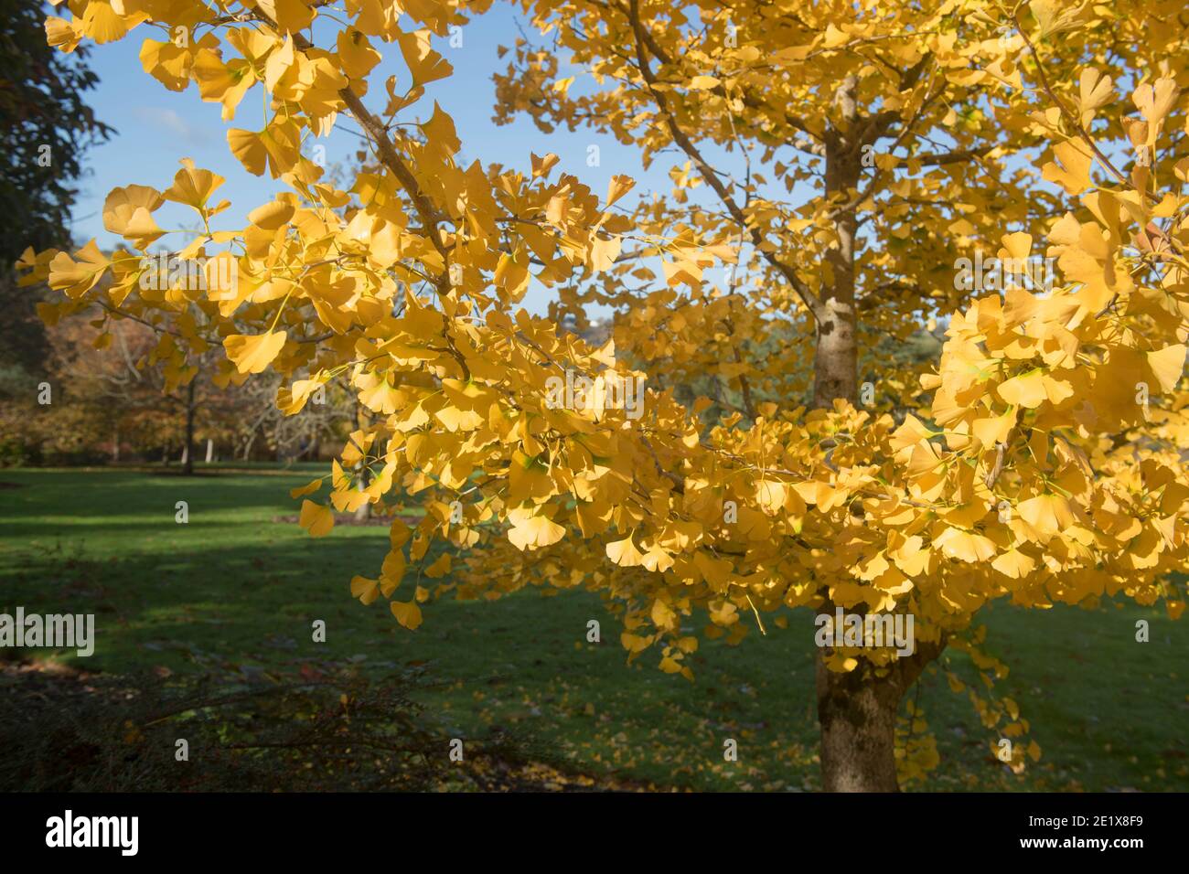 Leuchtend gelbe Herbstblätter eines Laubgehirm-Baumes (Ginkgo biloba), der in einem Garten in Rural Devon, England, Großbritannien wächst Stockfoto