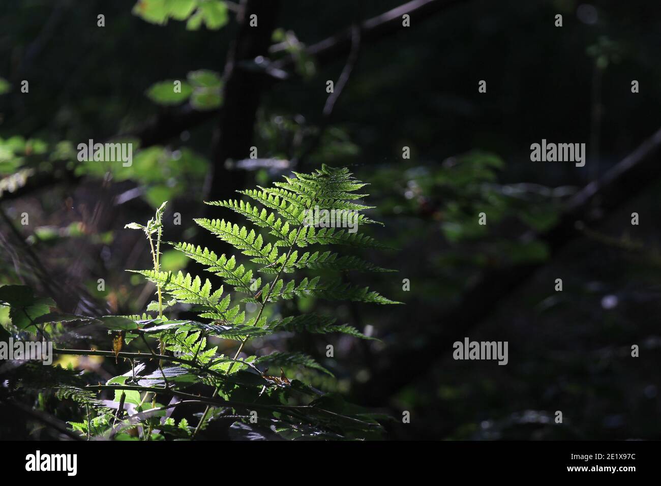 Ambiance matinale en forêt Stockfoto