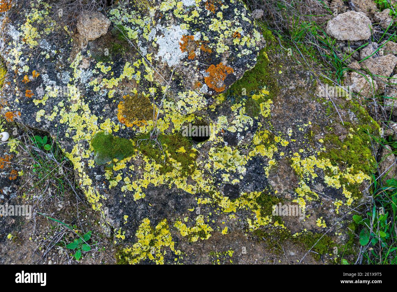 Bau in einem mit Flechten bedeckten Felsen Stockfoto