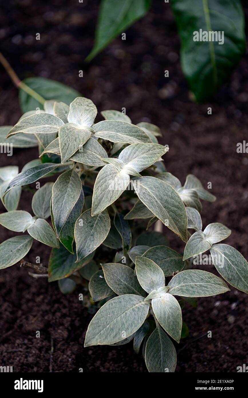 Strobilanthes gossypinus, immergrüne Blätter, silbergraues Fell, pelzige, silbergraue Blätter, Blätter, attraktive Laubpflanze, behütet, RM floral Stockfoto