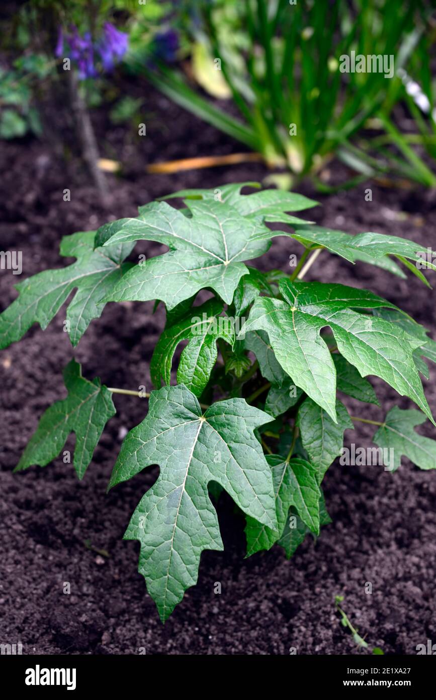 RM Floral, glänzend grüne Blätter, Laub, attraktive Blätter, tropische Pflanze, exotisch, schefflera delavayi Stockfoto