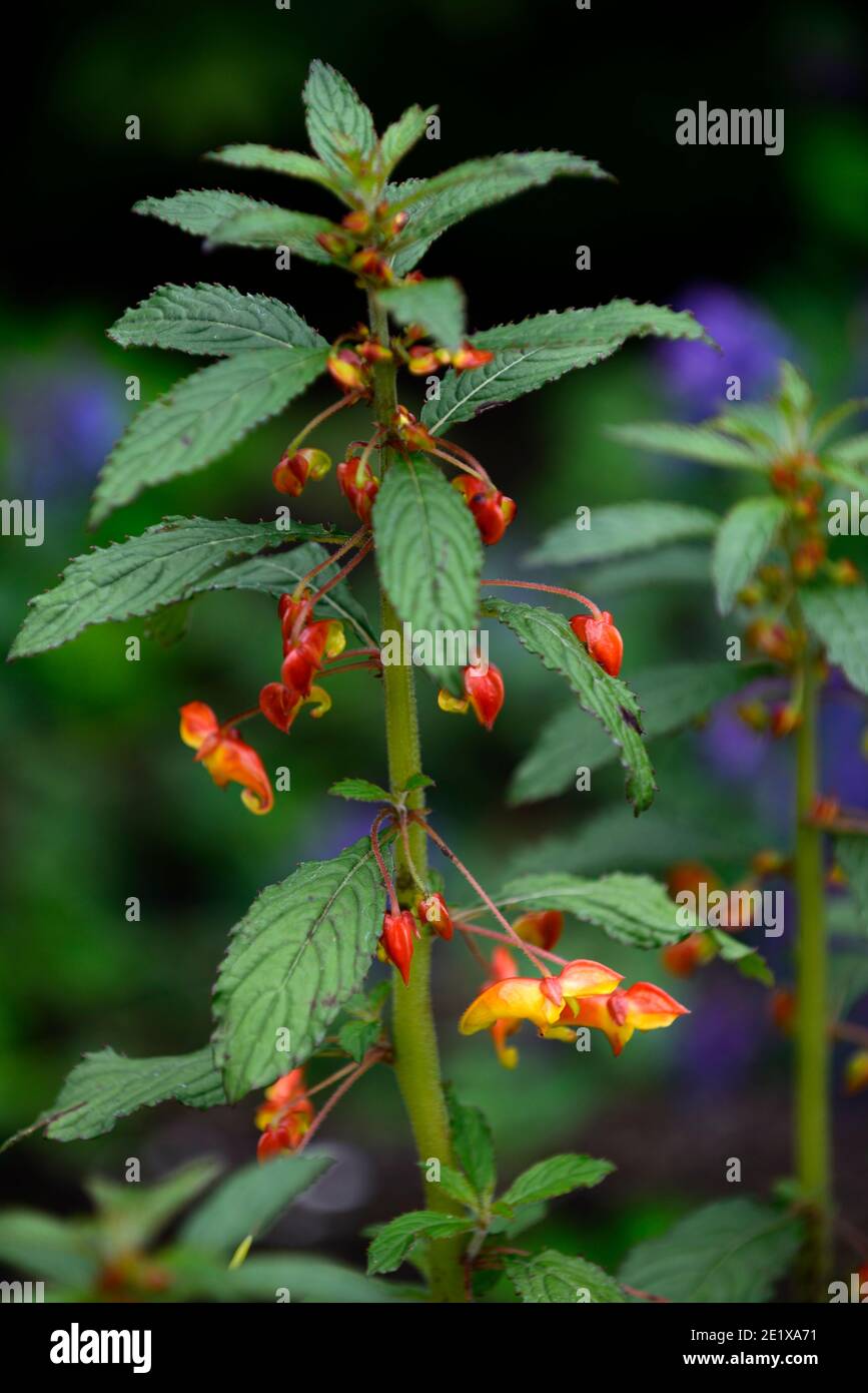 begonia, orange gelbe Blumen, Blume, Blüte, Schatten, schattig, schattig, blühende Begonia, im Freien, RM Floral Stockfoto