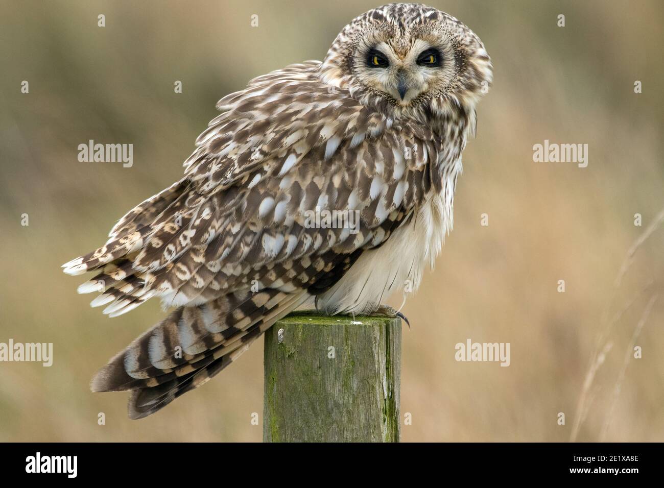 Kurzohreule auf Pfosten am Straßenrand. Stockfoto