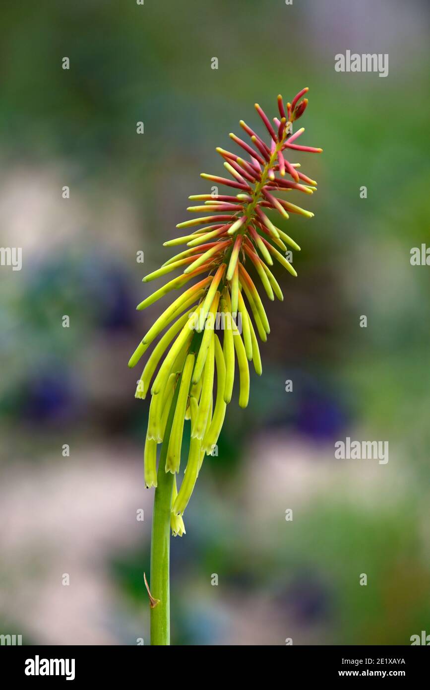 kniphofia Rufa, rote heiße Poker Mango Rufa, grünlich-gelb orange Blumen, grün-gelb orange Blumen, Blume, Blumen, Spitzen, Spitzen, Blüten, RM Blumen Stockfoto