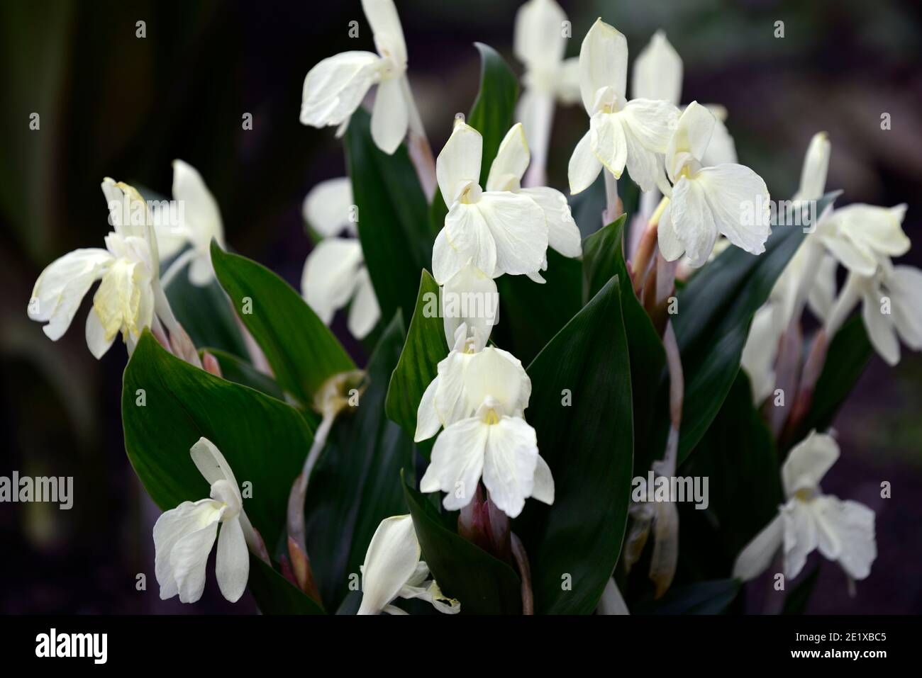 Roscoea Harvington Grège, Hume roscoea Harvington Grège, creme Blumen, auffällige Orchidee - wie Blumen, Blüte, RM Floral Stockfoto