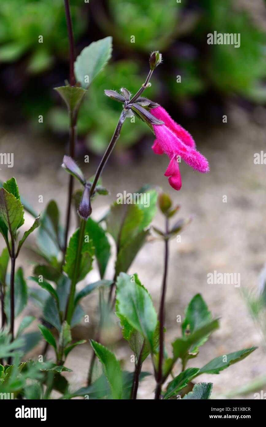 salvia rockt Fuchsia, Salvias, Weisen, rosa lila Blumen, rosa lila Blumen, Blume, Blüte, RM Flora Stockfoto
