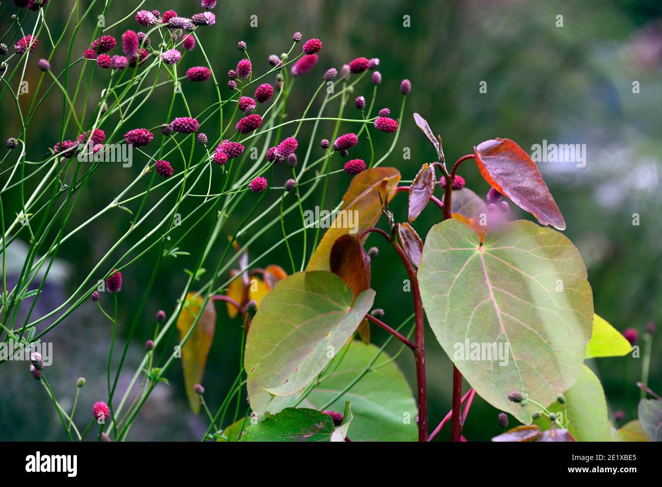 Sanguisorba officinalis Arnhem,Populus glauca,kastanienrote lila Blüten,Laub grüne Blätter,Laub und Stauden,Sommerburnets,Mix,Mischbepflanzung Stockfoto