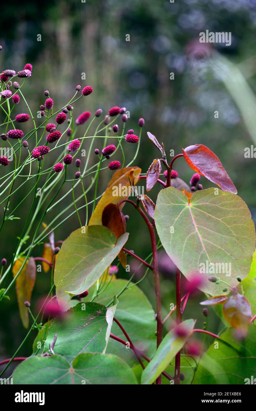 Sanguisorba officinalis Arnhem,Populus glauca,kastanienrote lila Blüten,Laub grüne Blätter,Laub und Stauden,Sommerburnets,Mix,Mischbepflanzung Stockfoto