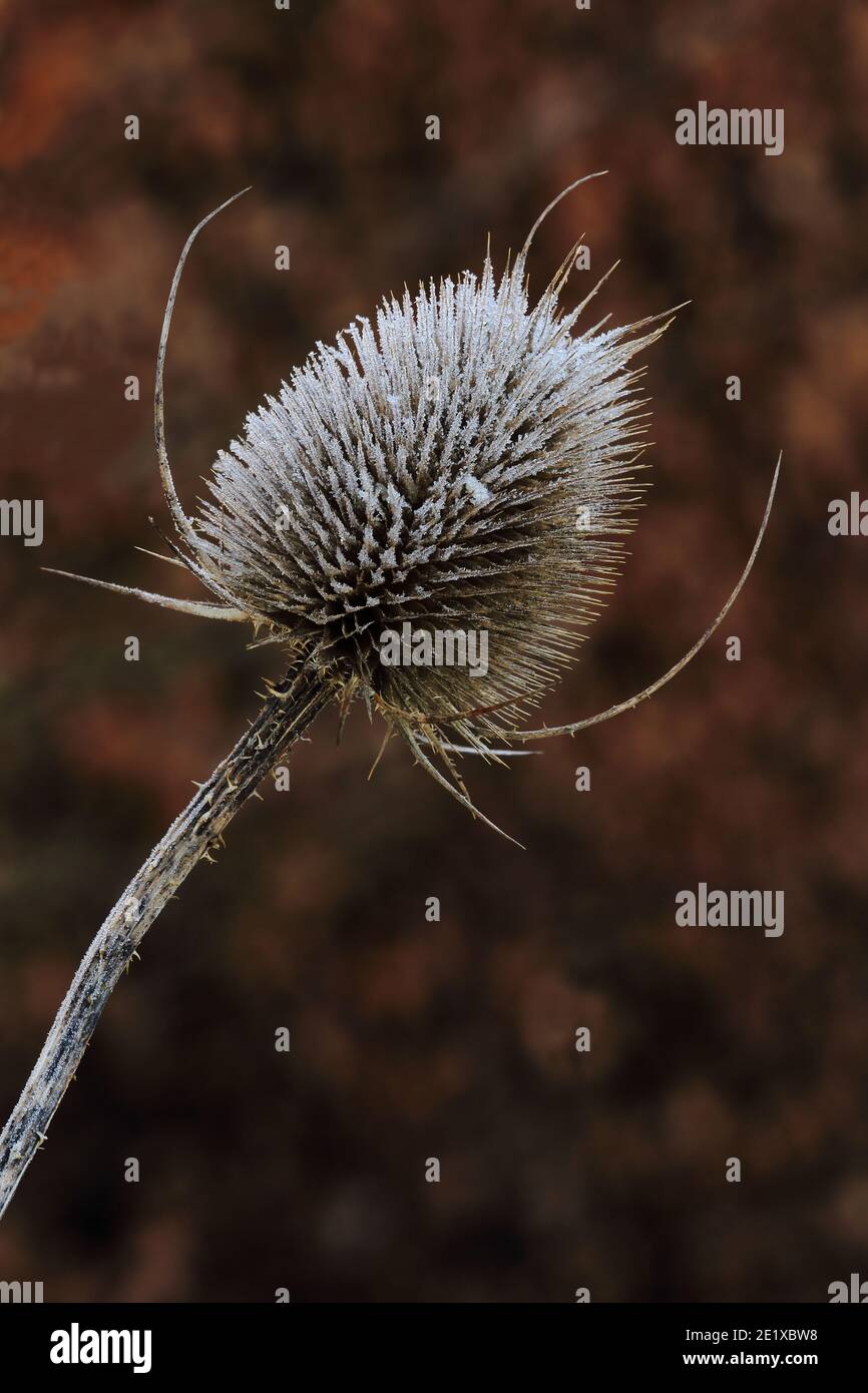 Dipsacus fullonum (Teasel) Sämlingskopf Stockfoto Dipsacus fullonum (Teasel) Sämlingskopf Stockfoto