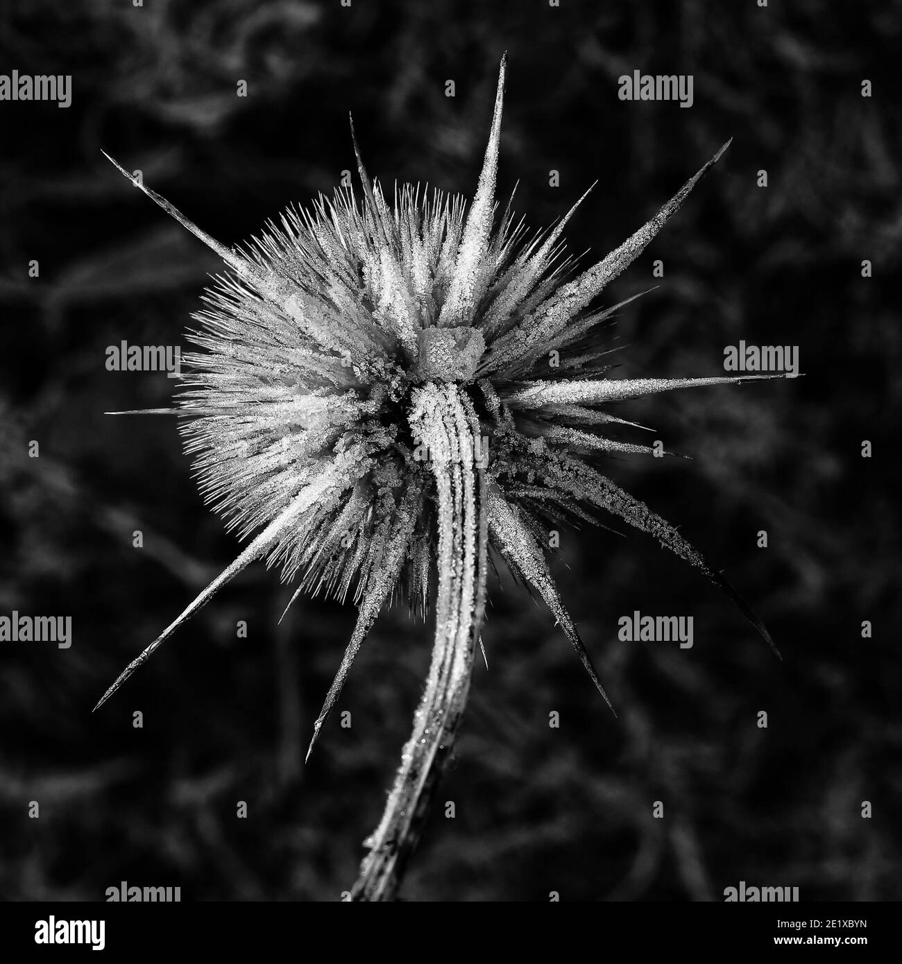 Dipsacus fullonum (Teasel) Sämlingskopf Stockfoto