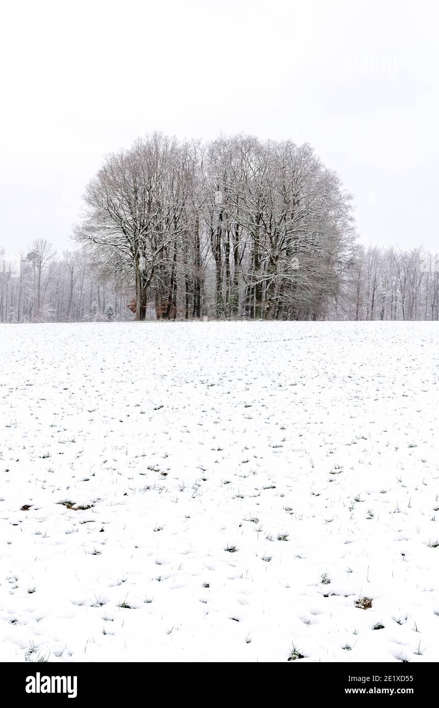 Waldlandschaft im Winter mit schneebedecktem Feld in Westerwald, Deutschland, Westeuropa Stockfoto
