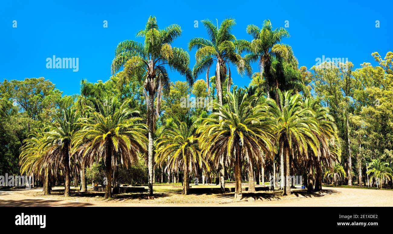 Franklin Delano Roosevelt Park in der Nähe von Montevideo, Uruguay Stockfoto