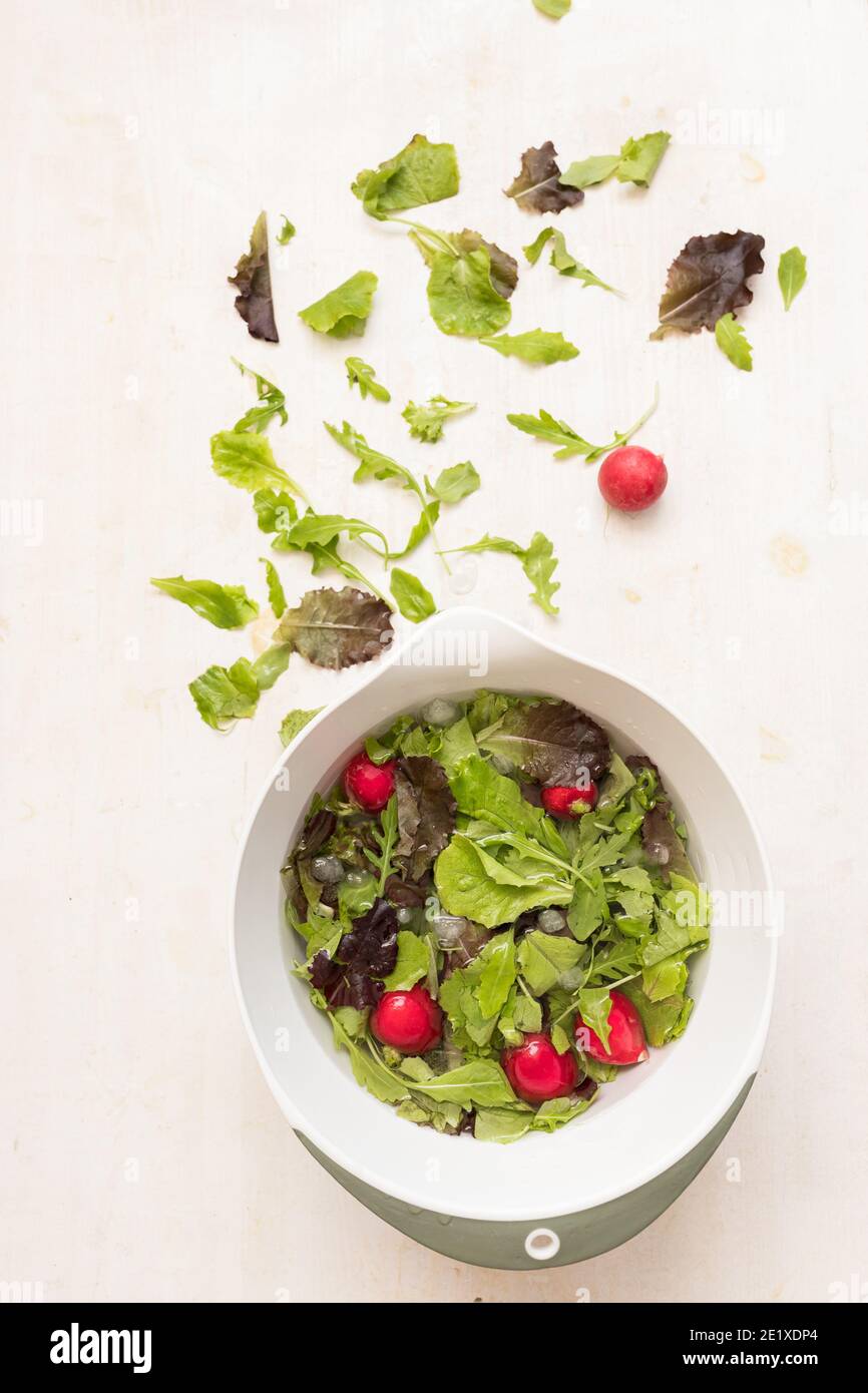 Weiße Schale voll mit verschiedenen Arten von Salat und Rettich in Wasser. Einige Salatblätter befinden sich oben auf dem Bild auf weißem Hintergrund. Stockfoto