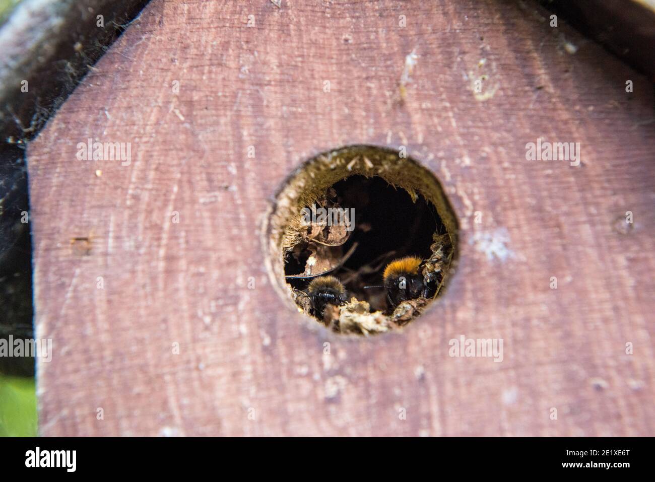 Nahaufnahme des Bienenstockeingangs einer Baumbienenkolonie in einem ungenutzten Vogelnistkasten, Sheffield Stockfoto