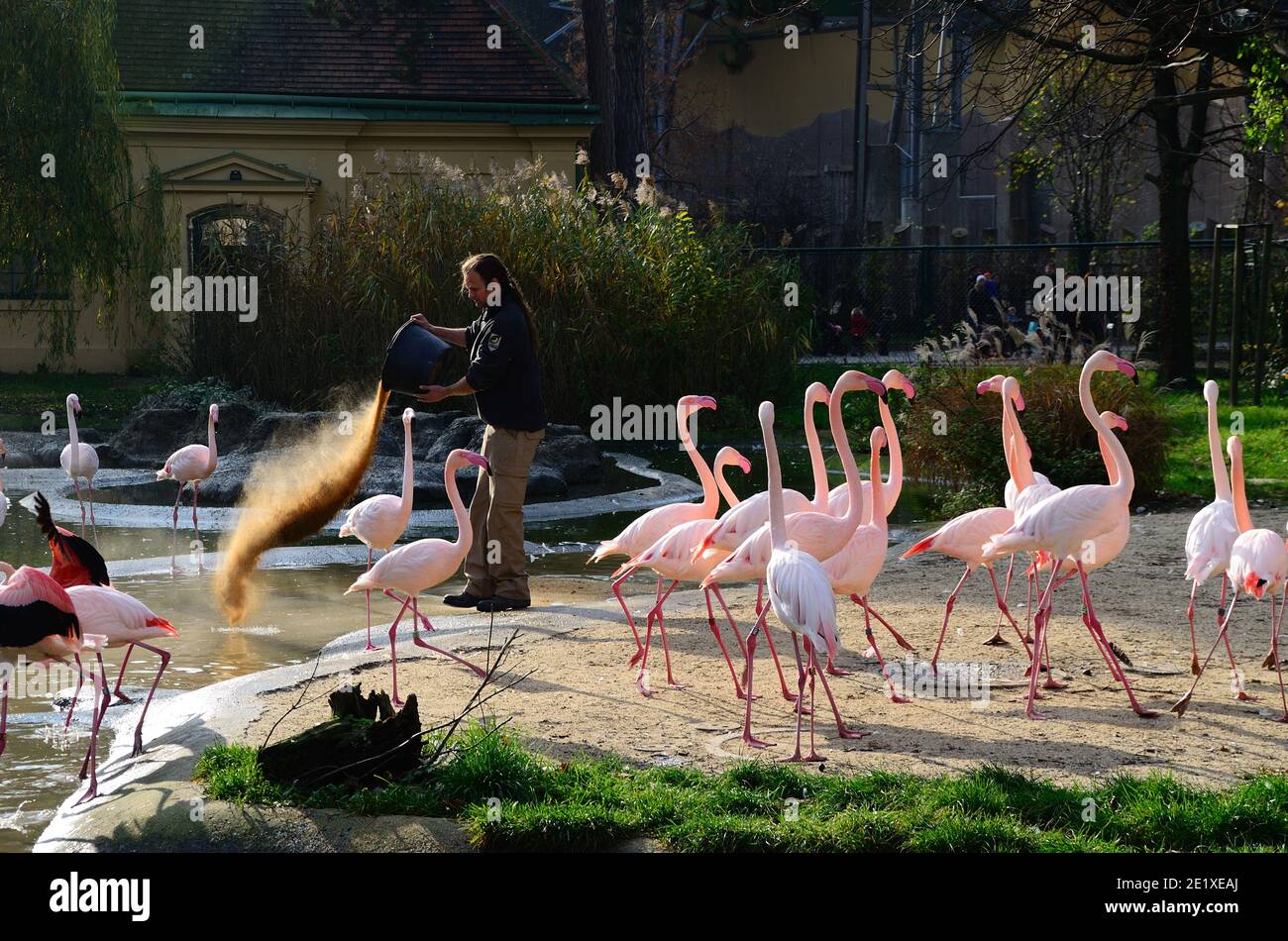 Der Wächter füttert im Zoo viele Flamingos Stockfoto