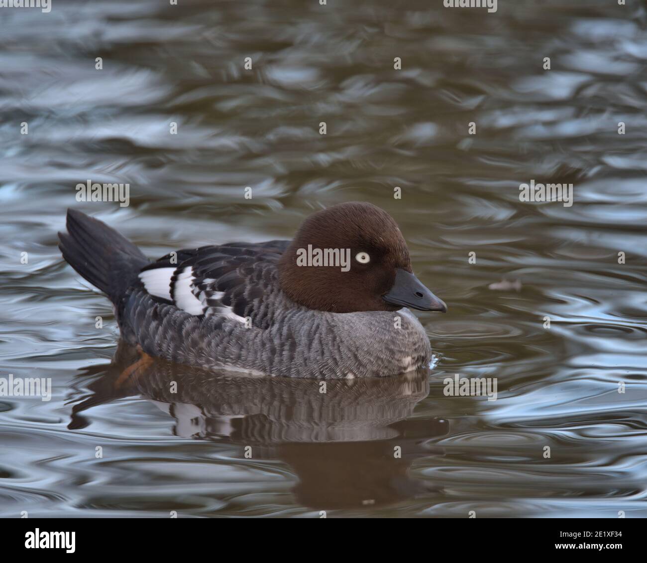 Weiblicher Goldeneye Stockfoto