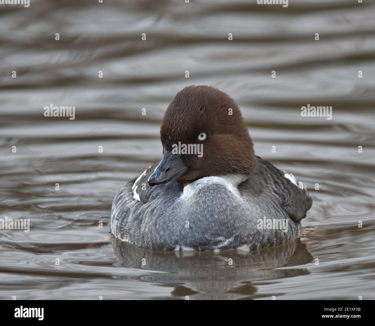 Weiblicher Goldeneye Stockfoto