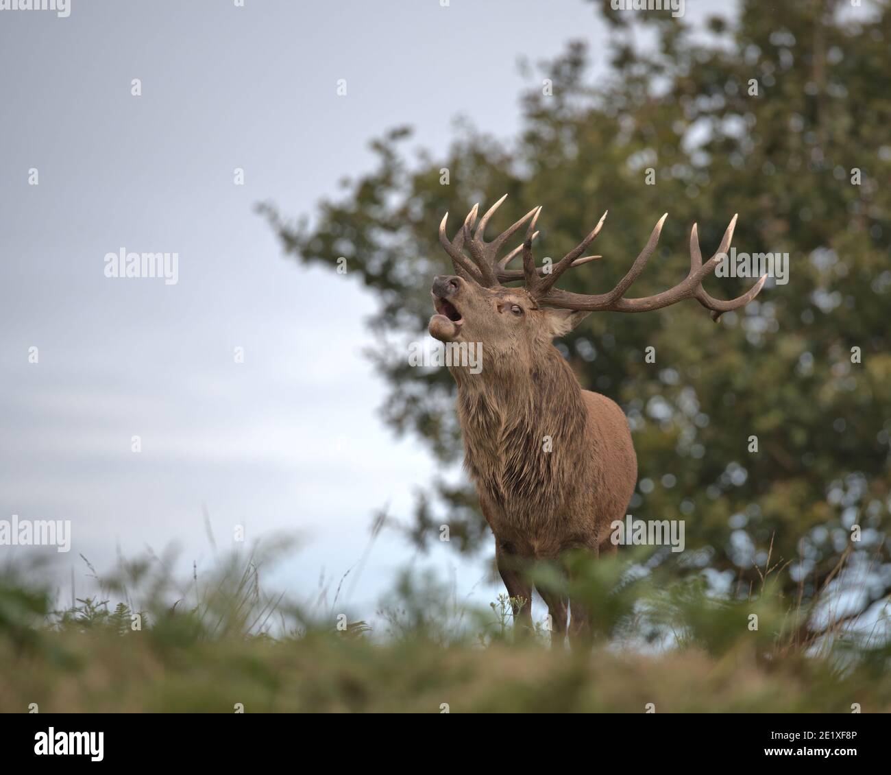 Rotwild-Hirsch Stockfoto