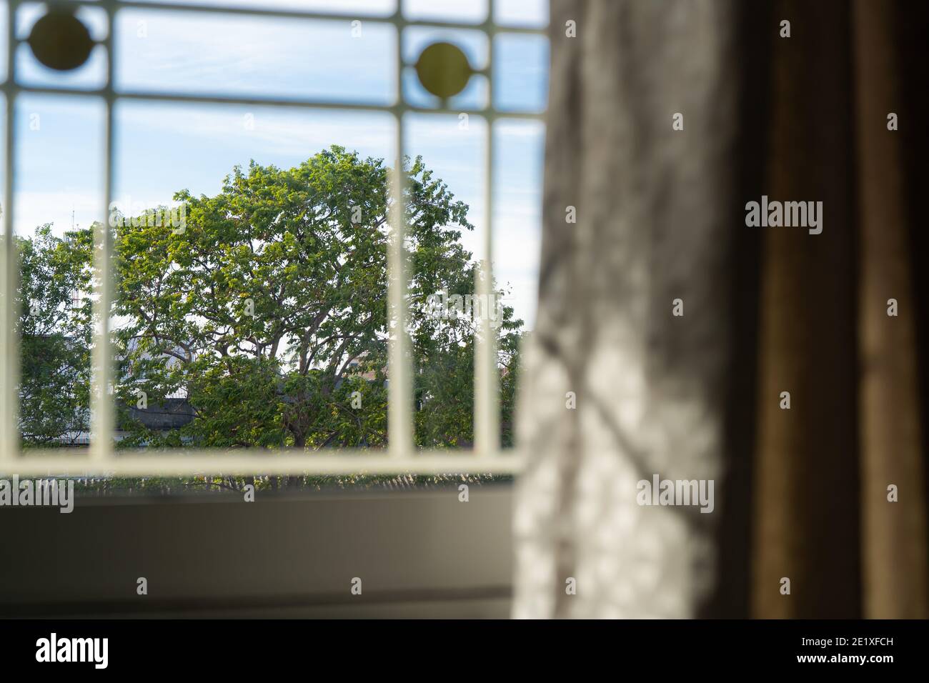 Blick auf den großen Baum aus dem Fenster Stockfoto