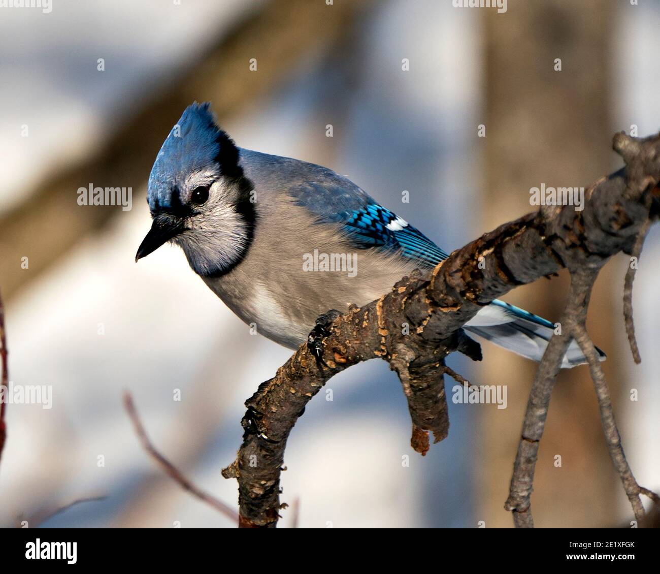 Blue Jay auf einem Zweig mit einem verschwommenen Hintergrund in der Waldumgebung und Lebensraum thront. Bild. Bild. Hochformat. Blick nach links. Blau Ja Stockfoto