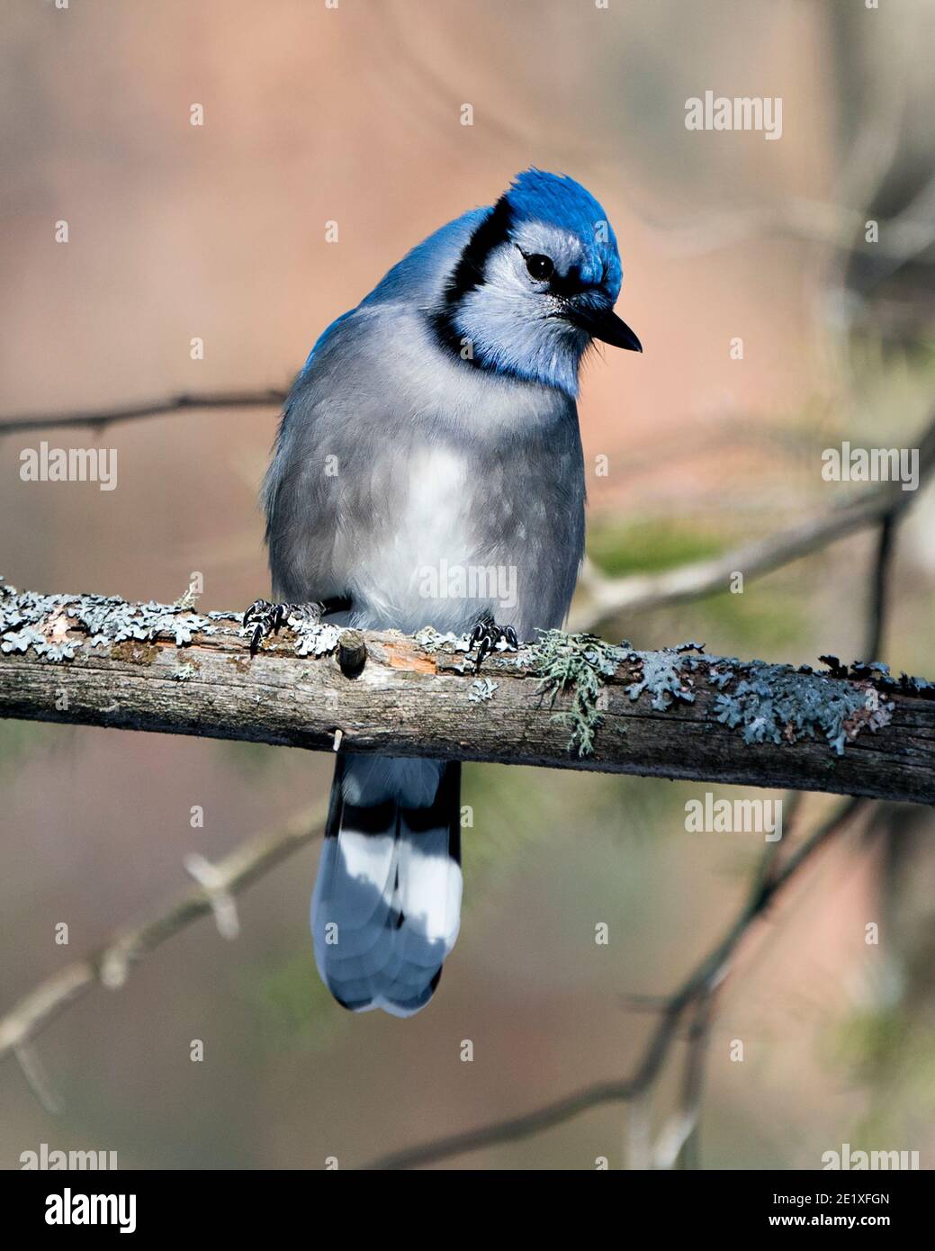 Blue Jay auf einem Zweig mit einem verschwommenen Hintergrund in der Waldumgebung und Lebensraum thront. Bild. Bild. Hochformat. Blick nach rechts. Blau J Stockfoto