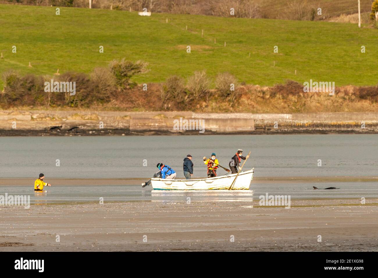 Courtmacsherry, West Cork, Irland. Januar 2021. Ein junger Delphin wurde heute in Courtmacsherry gestrandet, nachdem er von einer Schote von etwa 50 Tieren getrennt wurde. Stuart Russell, ein Freiwilliger beim RNLI Rettungsboot von Courtmacsherry, hat den Delphin auf See gebracht, wo er hoffentlich überleben wird. Ein Boot mit Anwohnern segelte aus, um bei der Delphinrettung zu helfen. Quelle: AG News/Alamy Live News Stockfoto
