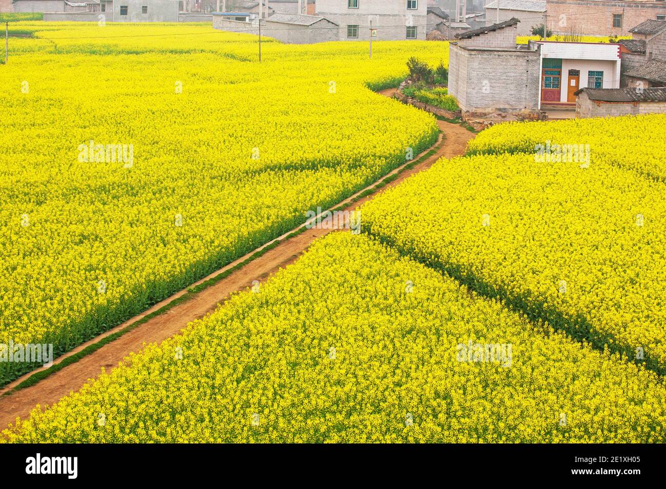 Luftaufnahme eines Feldweges durch Senffelder sind in Blüte, eine ruhige Landschaft im Frühling. Yunnan, Südchina. Stockfoto