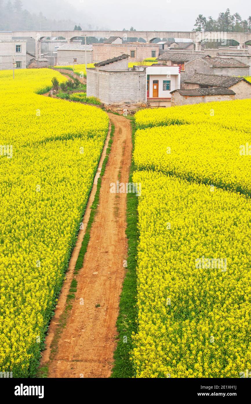 Luftaufnahme eines Feldweges durch Senffelder sind in Blüte, eine ruhige Landschaft im Frühling. Yunnan, Südchina. Stockfoto