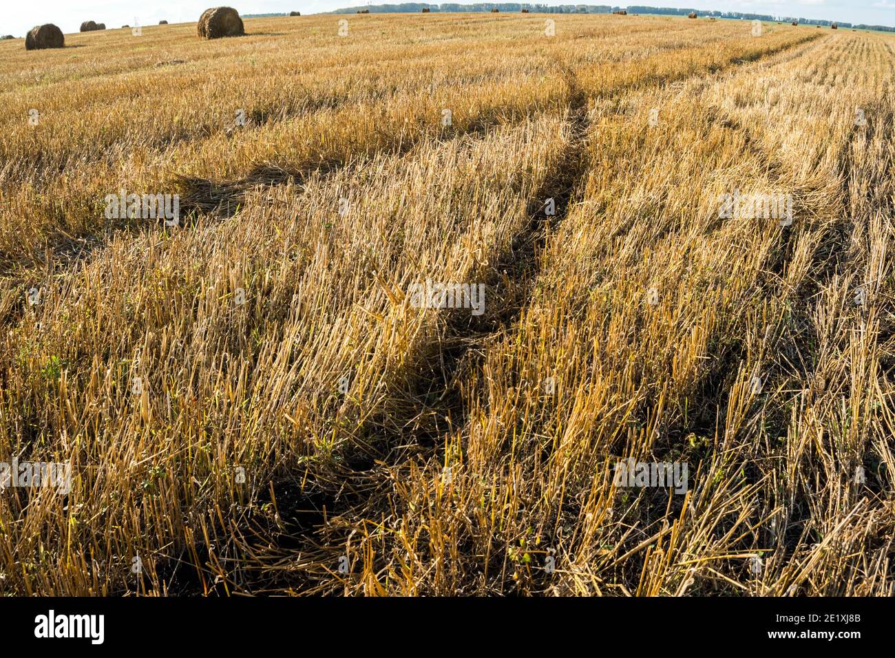 Gelbes Feld von hartem kurzen gemähtes Gras mit runden Ballen Von Heu am Horizont Stockfoto