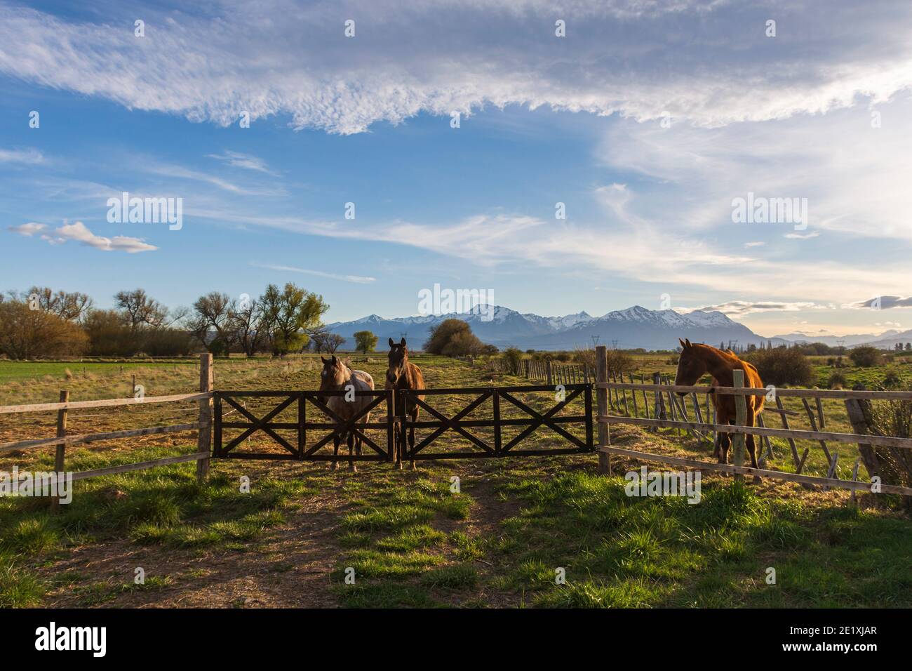 Drei Pferde stehen vor dem Holzzaun Stockfoto