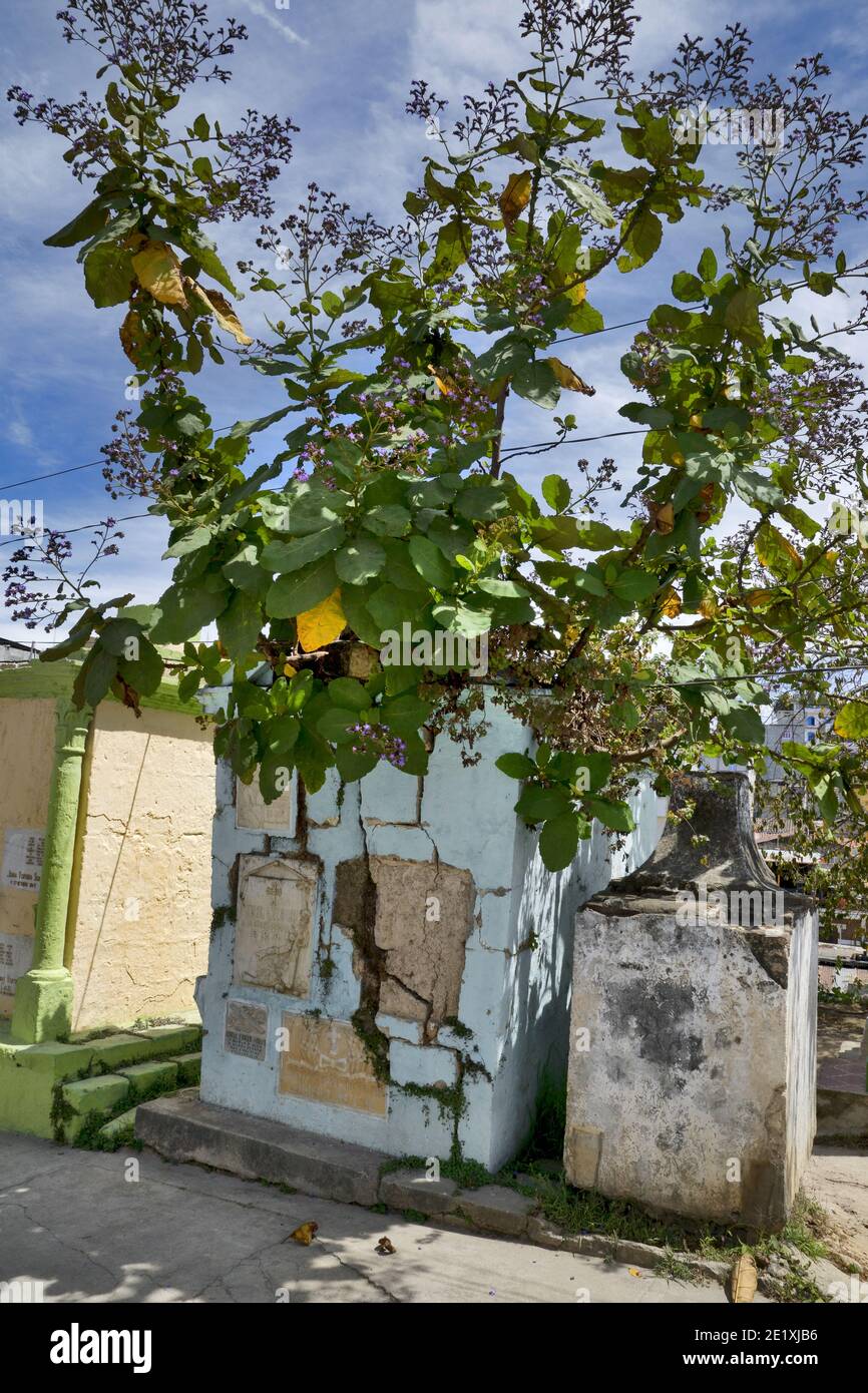 Friedhof in Chichicastenango, Guatemala, Mittelamerika: Eine Pflanze zerstört ein Grab - das Leben findet einen Weg Stockfoto